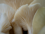 gomba_biofungi (6)